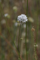 Gilia capitata abrotanifolia
