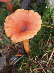Lactarius substriatus