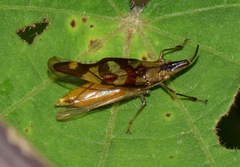 Raphirhinus phosphoreus