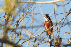 Granatellus venustus