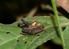 Batrachideini