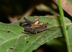 Batrachideini