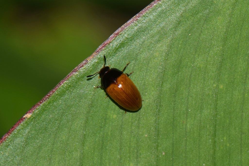 Mycotretus fulvilabris