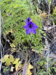 Delphinium cooperi