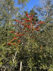 Ilex vomitoria image