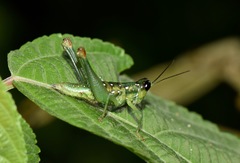 Chloropseustes brunneus