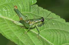 Chloropseustes brunneus
