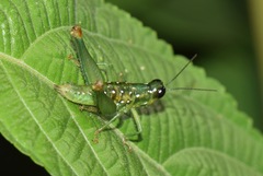 Chloropseustes brunneus
