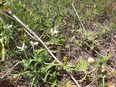 Blumenbachia insignis