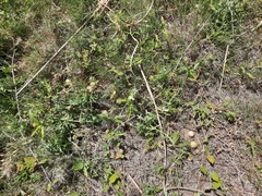 Blumenbachia insignis