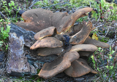 Fungi