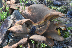 Fungi