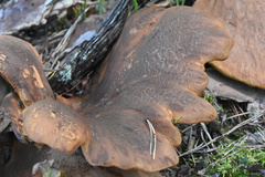 Fungi