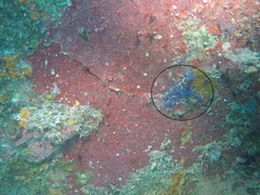 Clavelina puertosecensis