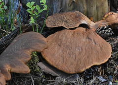 Fungi