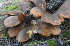 Fungi