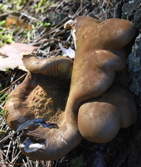 Fungi