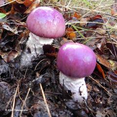 Cortinarius lebre