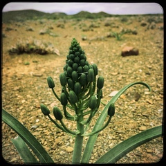 Albuca setosa