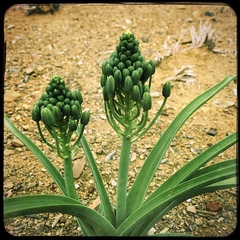 Albuca setosa