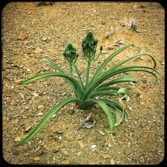 Albuca setosa
