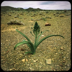 Albuca setosa