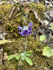 Primula capitata crispata