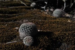 Mammillaria deherdtiana dodsonii