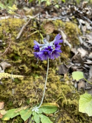 Primula capitata crispata