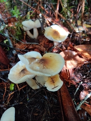 Tricholoma arvernense