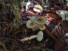 Tricholoma arvernense