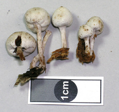 Tympanella galanthina