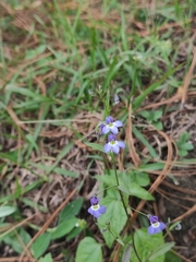 Diastatea