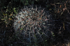 Ferocactus macrodiscus