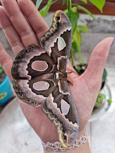 Rothschildia schreiteriana