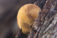 Crepidotus