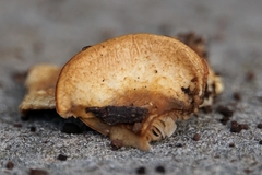 Crepidotus