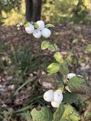 Symphoricarpos