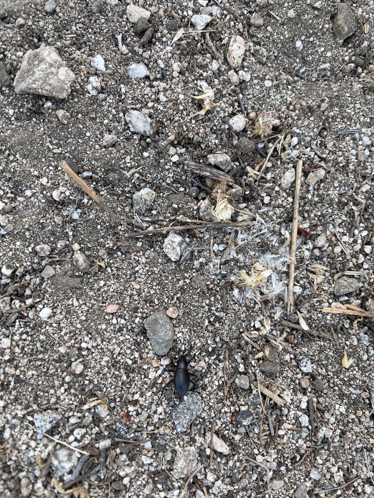 Darkling Beetles From California State University San Bernardino San   Large 