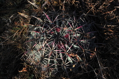 Ferocactus macrodiscus
