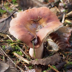 Russula mordax