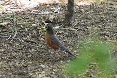 Turdus migratorius