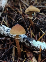Cystoderma carcharias fallax