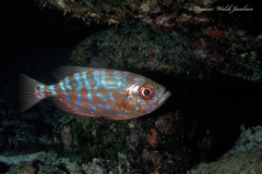 Heteropriacanthus cruentatus