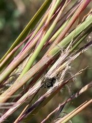 Epicoccum andropogonis