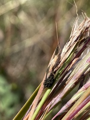 Epicoccum andropogonis