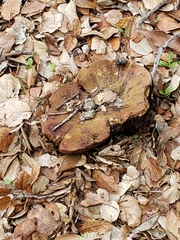 Suillellus amygdalinus