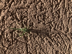 Insara elegans