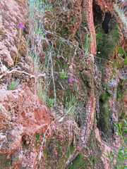 Primula pauciflora pauciflora