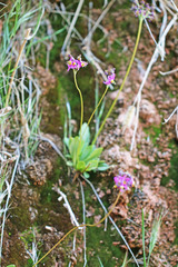 Primula pauciflora pauciflora